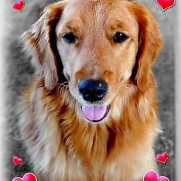 Golden Retriever Puppies from Hosmer's Golden Retrievers