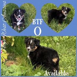 O - Black tri-color female Australian Shepherd puppy in Pendleton, Oregon from High West Aussies