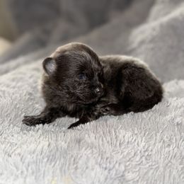 Sully - Blue male Pomeranian puppy in Centuria, Wisconsin from Rott'N'Frenchies