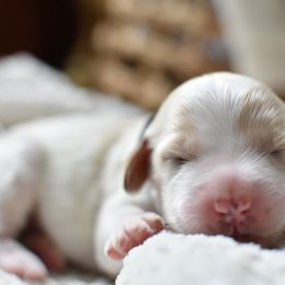 Goldendoodle Puppies from Edge Farm Goldendoodles