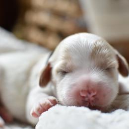Goldendoodle Puppies from Edge Farm Goldendoodles