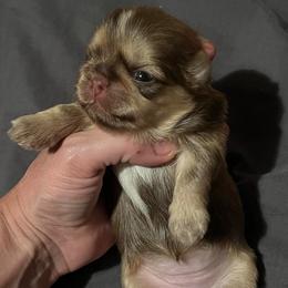Hazel - Liver female Shih Tzu puppy in Clifton, Texas from 5Z Shih Tzu Squad
