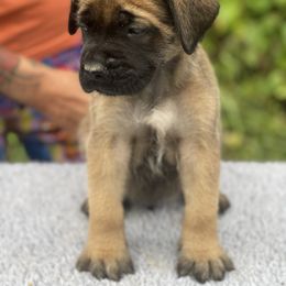Boy 4 light blue - Apricot male Mastiff puppy in Fore Store, Virginia from Coopers Mastiffs & Duck Tollers