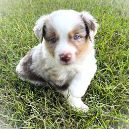 Boy 3 - male Miniature Australian Shepherd puppy in Jenkinsville, South Carolina from Monticello Minis