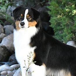 Australian Shepherds and Miniature American Shepherds from Wyndstar Australian Shepherds