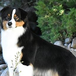 Australian Shepherds and Miniature American Shepherds from Wyndstar Australian Shepherds