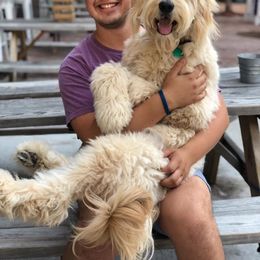 Goldendoodle All Grown Up from Southern Coast Goldendoodles