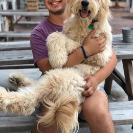 Goldendoodle All Grown Up from Southern Coast Goldendoodles