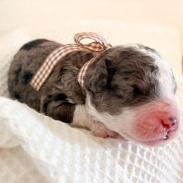 Templeton - Black white and tan male Cockapoo puppy in Seymour, Missouri from Cherokee Creek Labradors and Doodles