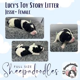 Jessie - Black and white female Sheepadoodle puppy in Blairstown, New Jersey from C3 Sheepadoodles
