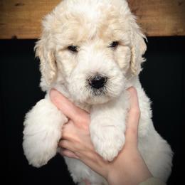 Morpho- purple collar female - Parti female Goldendoodle puppy in Silsbee, Texas from Barkley Lane Doodles LLC
