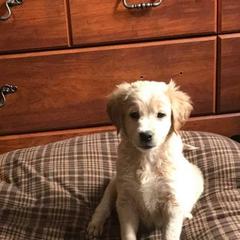 Golden Retriever and Goldendoodle Puppies from Deer Creek Goldens