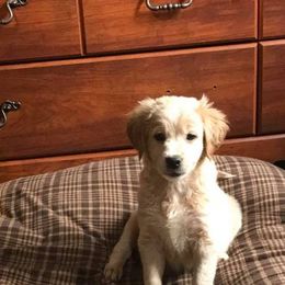 Golden Retriever and Goldendoodle Puppies from Deer Creek Goldens