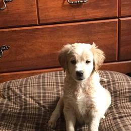Golden Retriever and Goldendoodle Puppies from Deer Creek Goldens