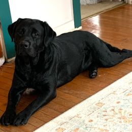 Luna - Labrador Retriever