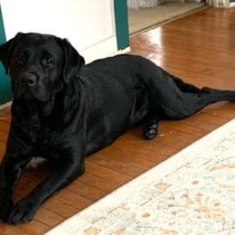 Luna - Labrador Retriever