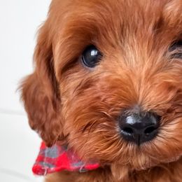 Cavapoos, Cockapoos, and Goldendoodles from Rocking JH Doodles