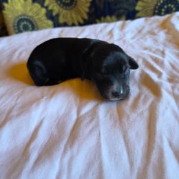 Girl 4 - Black and tan female Dachshund puppy in Fallon, Nevada from Butterbean Dachshunds