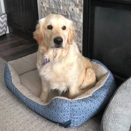 Golden Retrievers from Penny Farley's Golden Retrievers