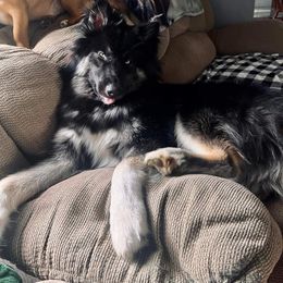 Siberian Husky Puppies from The Land Siberians
