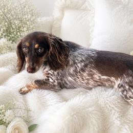 Carlee - Dachshund