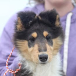 Collie Puppies from Arabella Collies