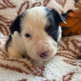 Don Diego - Black and white male Border Collie puppy in Mckinney, Texas from Border Collies of Ruidoso
