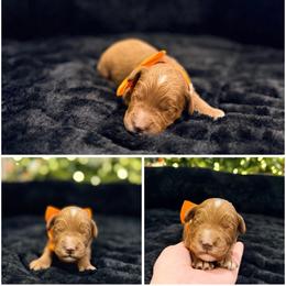 Yeti - Red male Australian Labradoodle puppy in Summerfield, North Carolina from Four Oaks Labradoodles