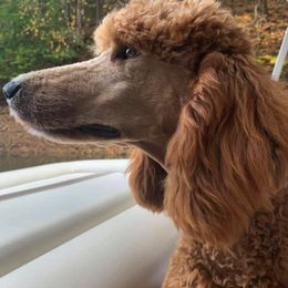 Labradoodles and Poodles from Morrell Town Standards and Doodles