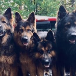 German Shepherds from Vom Hiatt German Shepherds