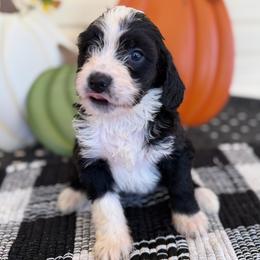 Mary Ann - Black and white female Bernedoodle puppy in Russellville, Arkansas from Crossgate Doodles