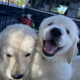 Golden Retriever Puppies from Retrieving Goldens