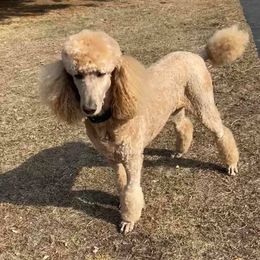 Poodles from Joyce Munson's Poodles