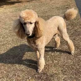 Poodles from Joyce Munson's Poodles
