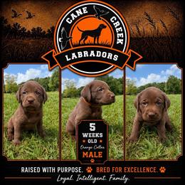 Orange Collar - Chocolate male Labrador Retriever puppy in Dickson, Tennessee from Cane Creek Labradors