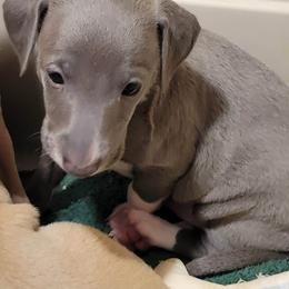Boy 1 - Blue male Italian Greyhound puppy in Coolville, Ohio from Crosswinds Farm Italian Greyhounds