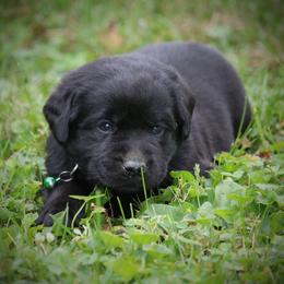 Labrador Retriever Puppies from Prebleridge Acres