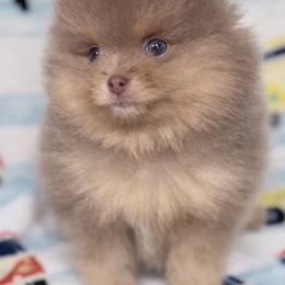 Frost - Lavender male Pomeranian puppy in Coleman, Oklahoma from Pretty Poms