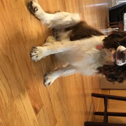 Gabby - English Springer Spaniel