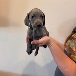 Honor - green lime collar - Blue female Weimaraner puppy in Riverside, Utah from Blue Phantom Kennels