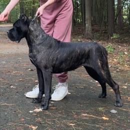 Bonny - Cane Corso