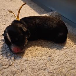 Amber (yellow) - Black tri-color female Australian Shepherd puppy in Okeechobee, Florida from Rothsolid Puppies