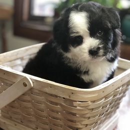 Aussiedoodle Puppies from Ohana Companions