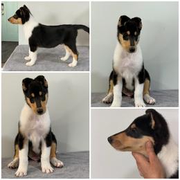 Vander - Black white and tan male Collie puppy in Rostraver Township, Pennsylvania from East View Farm
