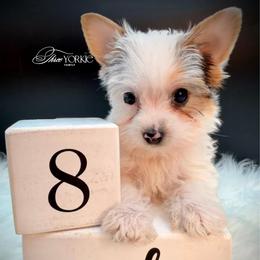 White parti girl - Parti female Yorkshire Terrier puppy in Machesney Park, Illinois from Three Yorkie Family