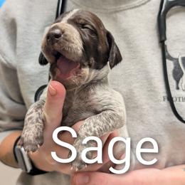 Sage - Liver roan female German Shorthaired Pointer puppy in Boulder Creek, California from Paloma Vista Ranch