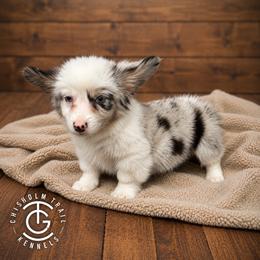 Jimi - Blue merle and white male American Corgi puppy in Hico, Texas from Chisholm Trail Kennels