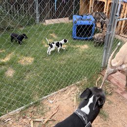 Greyhound Puppies from ARK Kennels