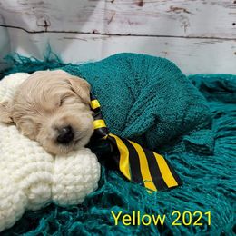 Bernedoodle, Goldendoodle, and Poodle Puppies from Loyal Companions of Tampa Bay