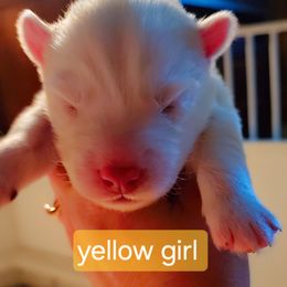 Sassy - White female Siberian Husky puppy in Quincy, Illinois from Boden Breeding